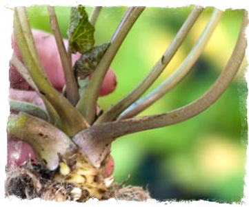 Hvad er ægte wasabi