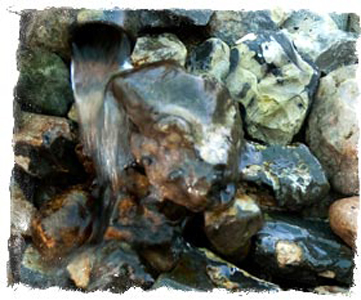 Wasabi muligheder i Danmark