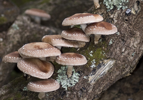 shiitake-svampe_lille